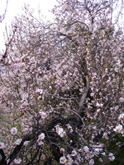 Almond Tree Fest